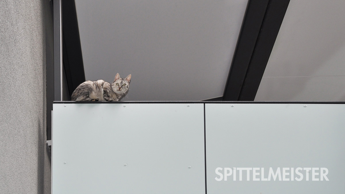 Balkon mit Katze